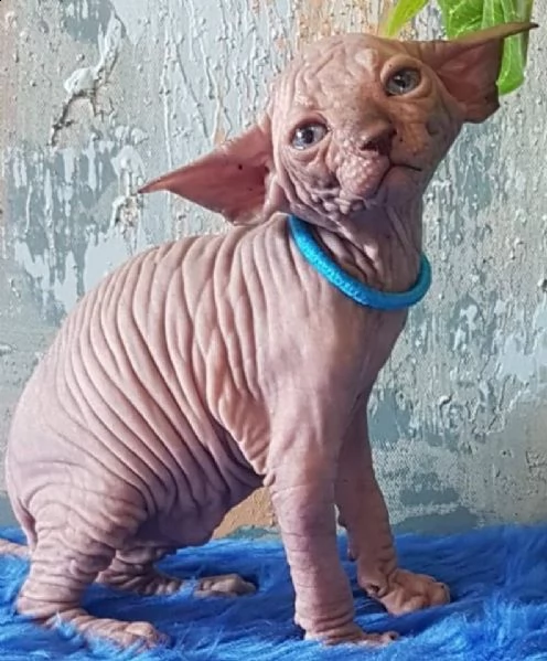 gattino sphynx maschio e femmina pronto a partire.