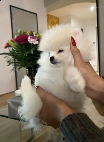 cuccioli di pomerania in miniatura!