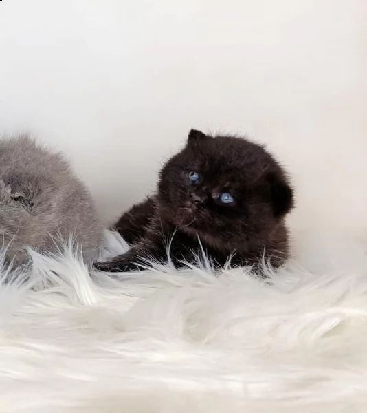  magnifici cuccioli british shorthair bluqqws