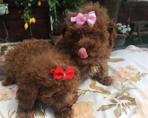  cuccioli barboncino cioccolato maschi e femminaqwrf