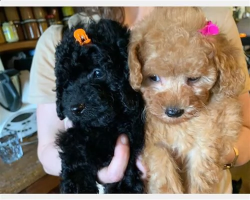  cuccioli barboncino cioccolato maschi e femminaq2