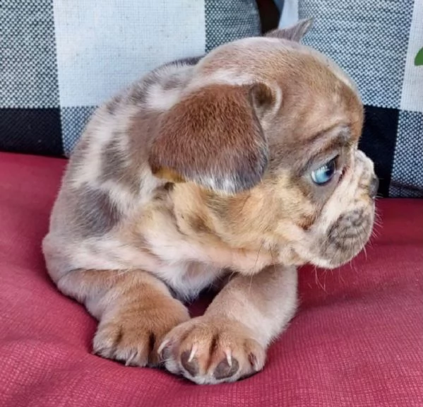 cuccioli di bulldog francese per l'adozione