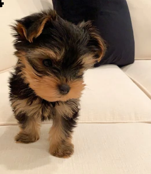 simpatici cuccioli di yorkie (+393509706299)