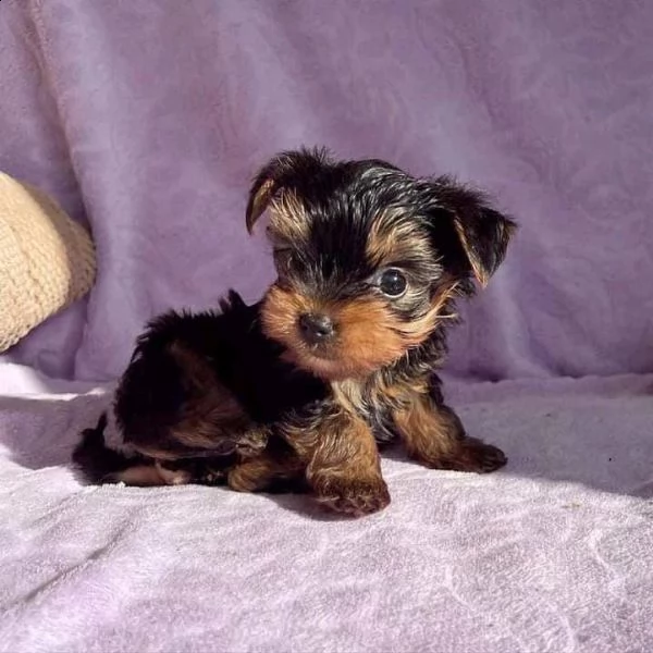 adorabili cuccioli di yorkshire in adozione | Foto 1