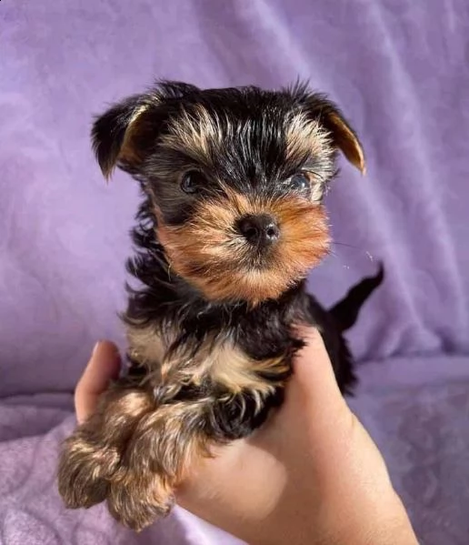 adorabili cuccioli di yorkshire in adozione | Foto 0