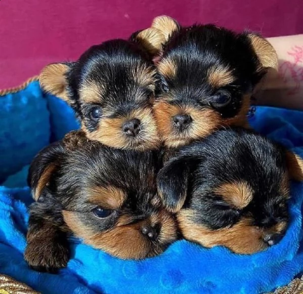 adorabili cuccioli di yorkshire in adozione