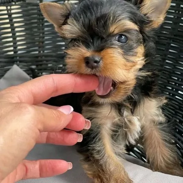 cuccioli yorkie addestrati al vasino (+393509706299)