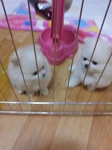 affascinanti cuccioli di pomerania