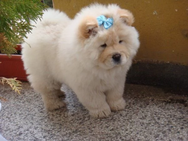 cuccioli di chow chow maschio e femmina pronti a partire.