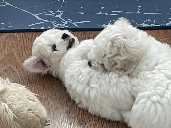 cuccioli di bichon frise di 90 giorni