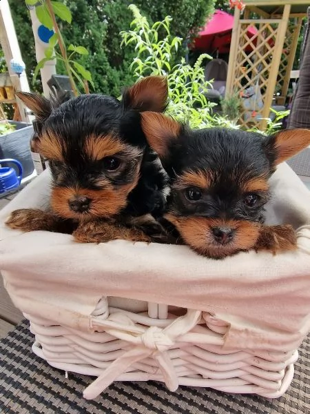 cuccioli di yorkshire terrier