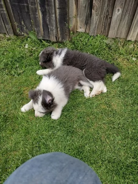 bellissimi cuccioli di border collie | Foto 2