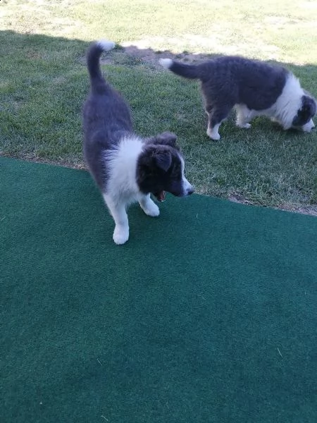 bellissimi cuccioli di border collie | Foto 1