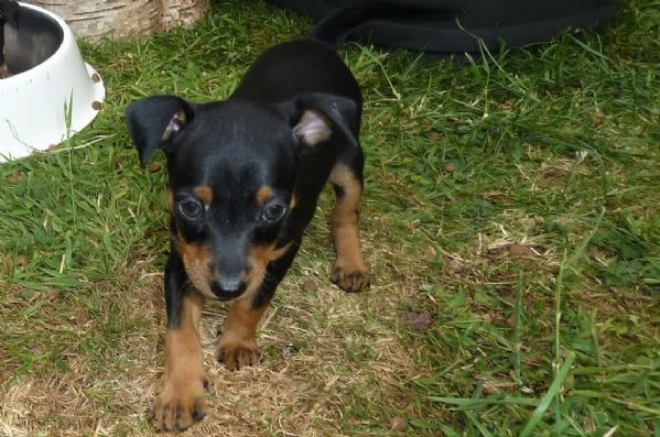 cuccioli di pintscher tedesco | Foto 1