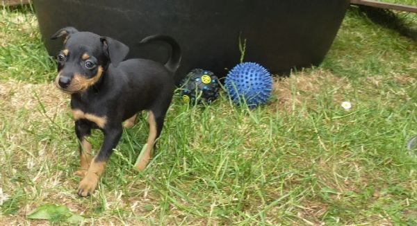 cuccioli di pintscher tedesco | Foto 0