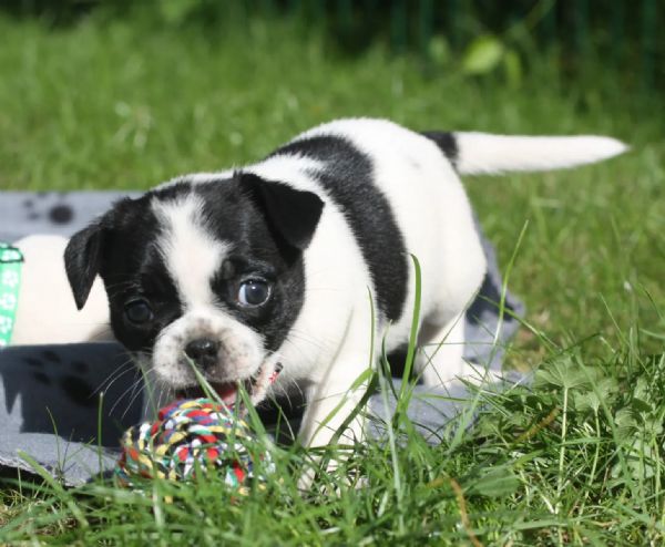 cuccioli di carlino colorati che stanno per innamorarsi | Foto 3