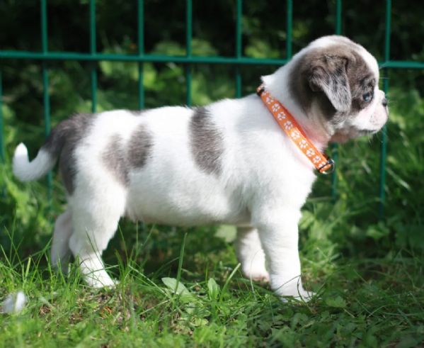 cuccioli di carlino colorati che stanno per innamorarsi | Foto 1