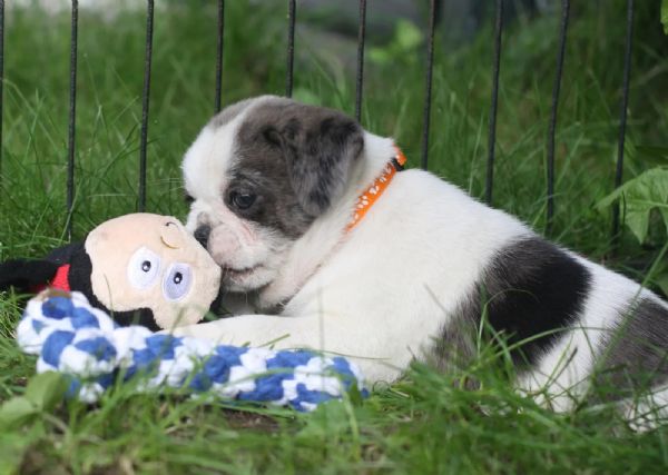 cuccioli di carlino colorati che stanno per innamorarsi | Foto 0