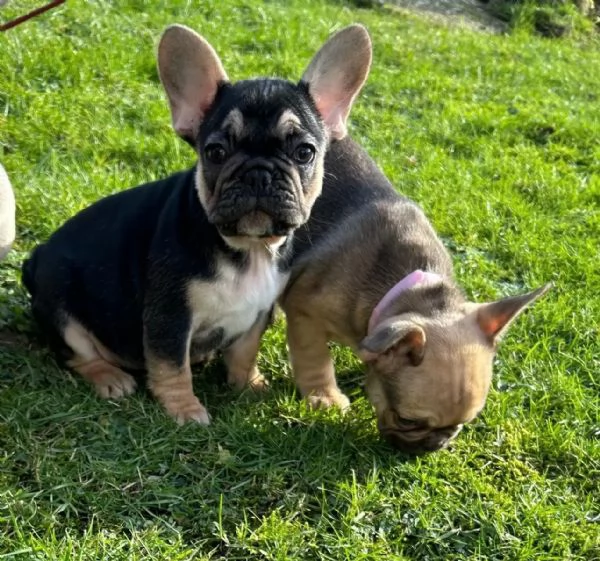 Cuccioli di Bouledogue Francese | Foto 3