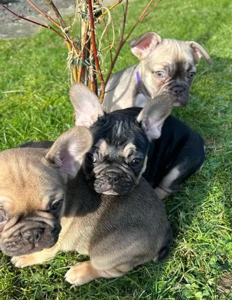 Cucciole Bouledogue Francese | Foto 3