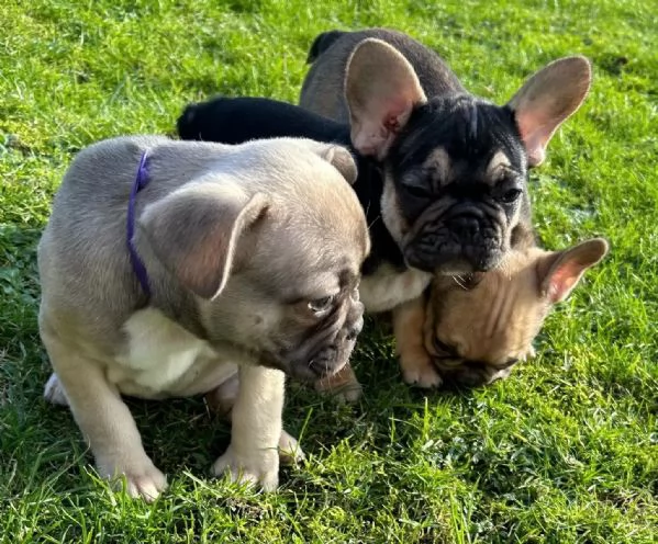 Cucciole Bouledogue Francese | Foto 1