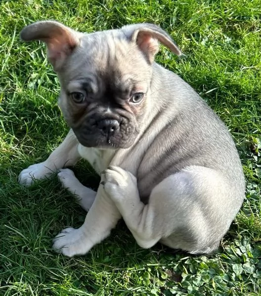 Cucciole Bouledogue Francese | Foto 0