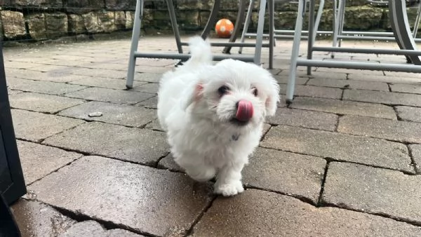 Bellissimi cuccioli di Maltese subito disponibili,