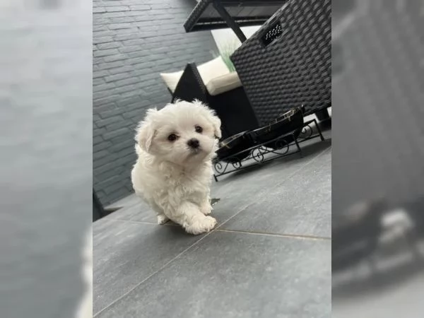 Bellissimi cuccioli di Maltese subito disponibili, | Foto 1