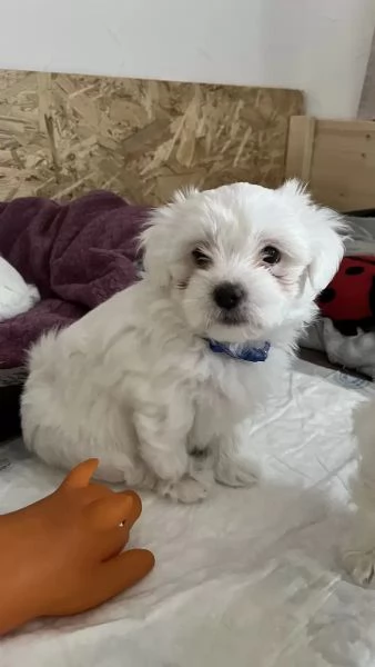 Bellissimi cuccioli di Maltese subito disponibili, | Foto 0