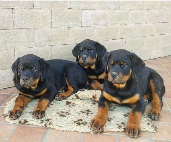 rottweiler da una famiglia amorevole | Foto 2