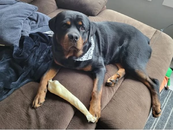 rottweiler da una famiglia amorevole