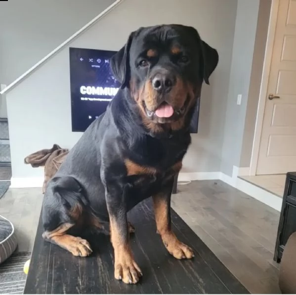 rottweiler da una famiglia amorevole | Foto 1