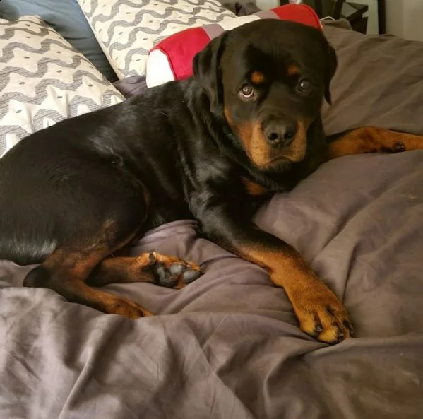 rottweiler da una famiglia amorevole | Foto 0