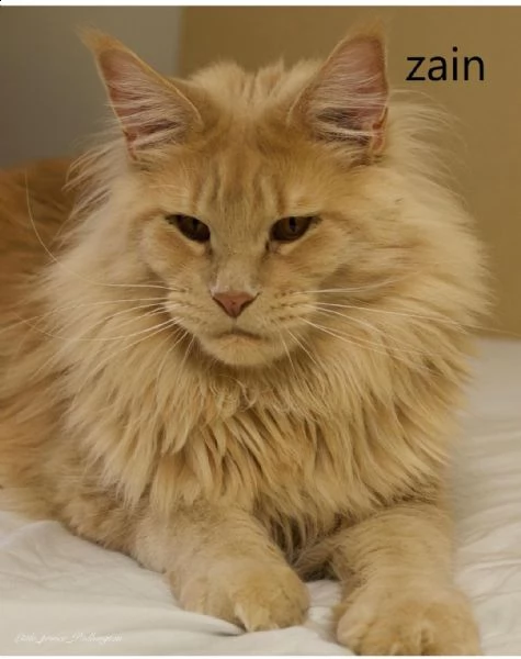 bellissimi gattini maine coon | Foto 0