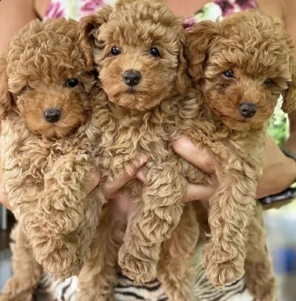 regalo cuccioli di barboncini toy maschio e femmina di vaccinati microcopiati