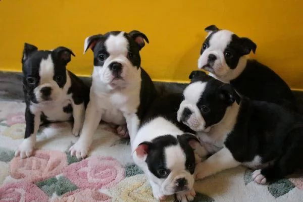 regalo  a tutti, sono in cerca di un cucciolo boston terrier