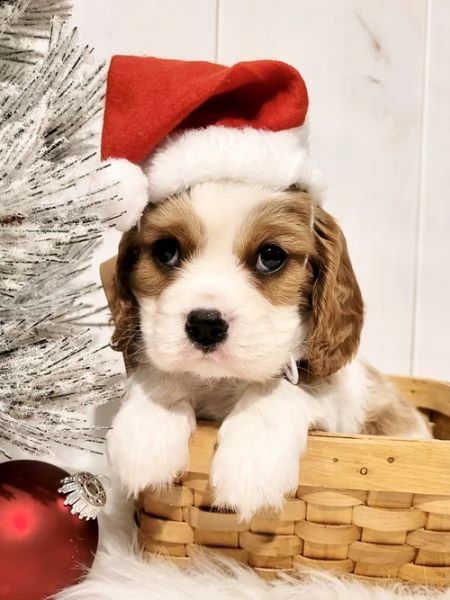 cuccioli di cavalier king  femminucce e maschietti disponibili per l'adozione gratuita