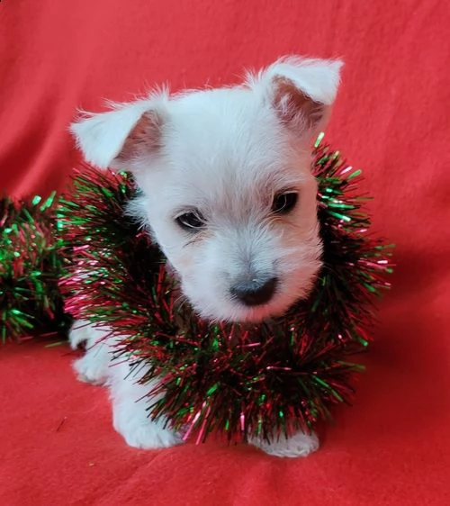 regalo adorabili cuccioli  west highland terrier bianco  femminucce e maschietti  gratuita 