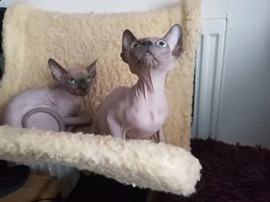 gattini sphynx