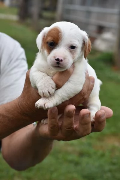 regalo cuccioli di razza pura jack russel .