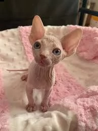 regalo sphynx, maschio e femmina contatto con me via e-mail