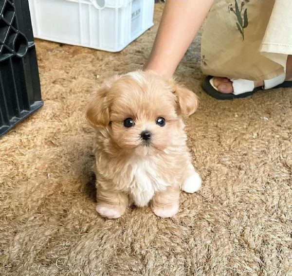 regalo maltipoo cuccioli meravigliosi ! 