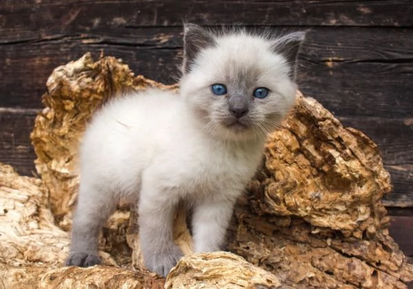 regalo gatto siamese meravigliosi ! 