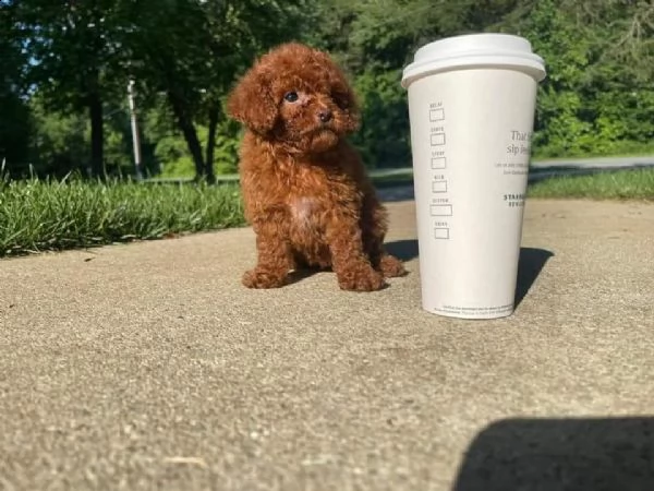 cuccioli di barboncino taglia toy