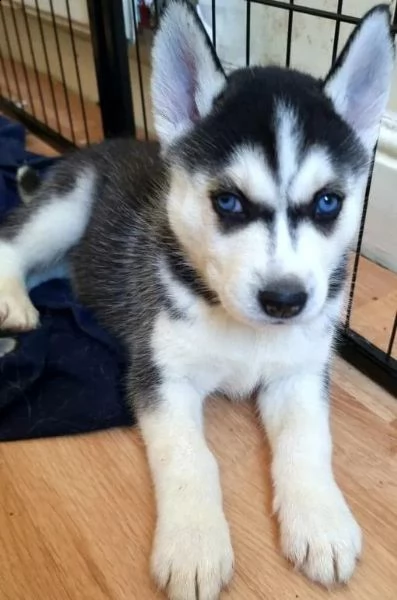 pura razza cuccioli di siberian husky per regalo