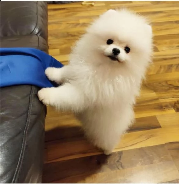 regalo pomeranian  | Foto 0