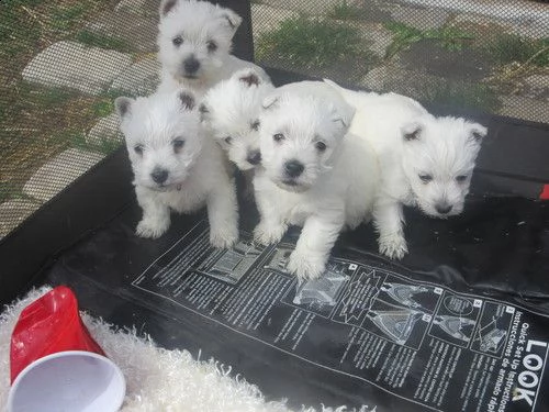 regalo adorabili cuccioli  west highland terrier bianco  femminucce e maschietti  gratuita