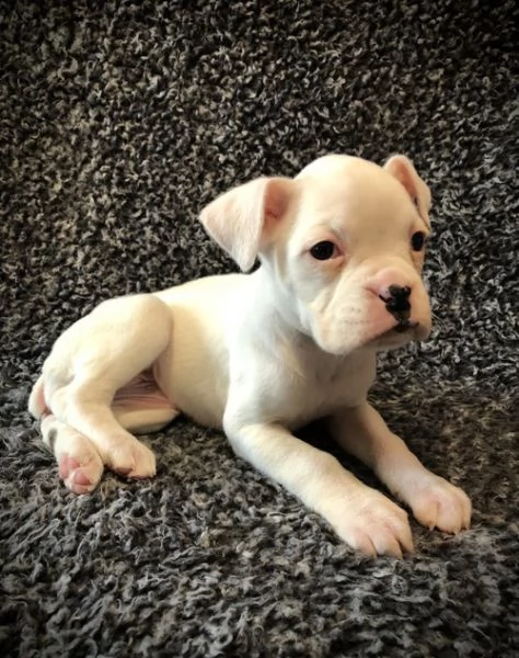 regalo estremamente carino cuccioli di boxer per l'adozione .