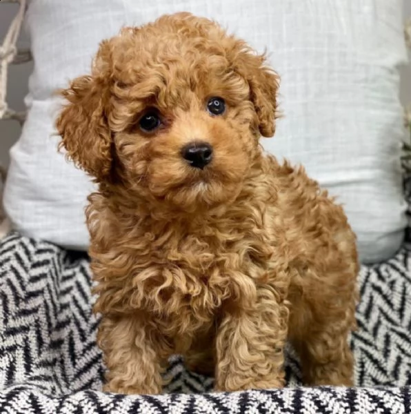 cuccioli di barboncino  femminucce e maschietti disponibili .