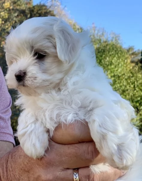 adorabili cuccioli maltese  femminucce e maschietti disponibili 